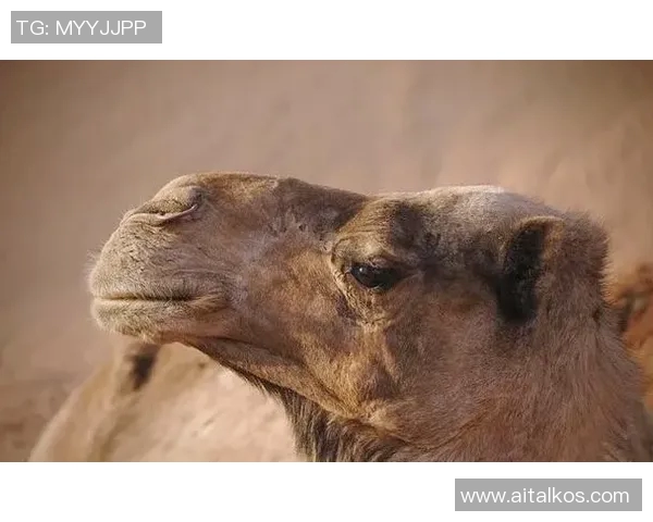 比利时足球明星骆驼的传奇故事与赛场背后的不为人知的秘密